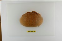 藏品(饅頭蟹)的圖片